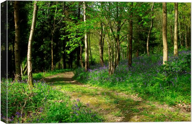 Bluebell Woods in Sussex Canvas Print by Alan Barnes