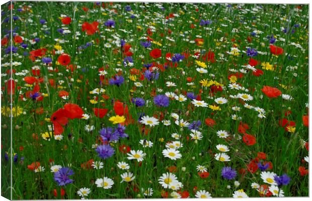English meadow flowers Canvas Print by Alan Barnes