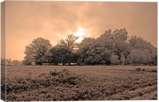 Winter sunset on the Ashdown Forest,Sussex Canvas Print by Alan Barnes
