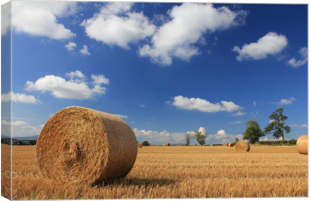 Straw bales in a stubble field Canvas Print by Alan Barnes