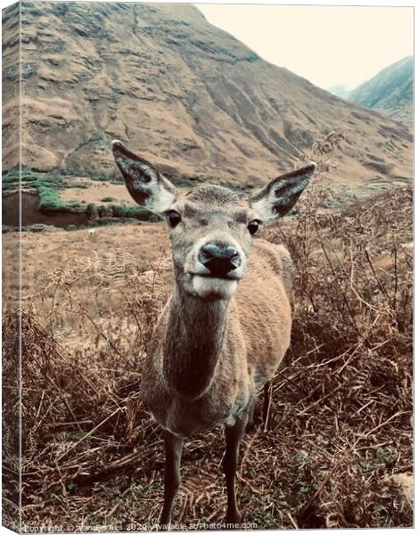 Nosy Red Deer at Glen Etive  Canvas Print by Alan Barnes