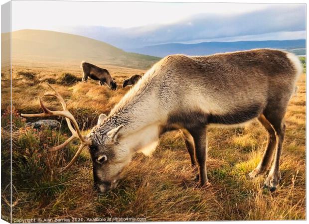 Reindeer grazing on Cairngorm Mountain Canvas Print by Alan Barnes