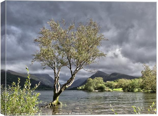 Padarn Lonely Tree  Canvas Print by Graham Williams
