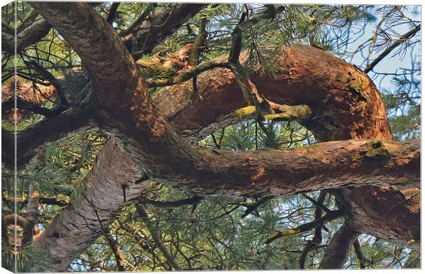 Out on a Limb Canvas Print by Trevor Lloyd