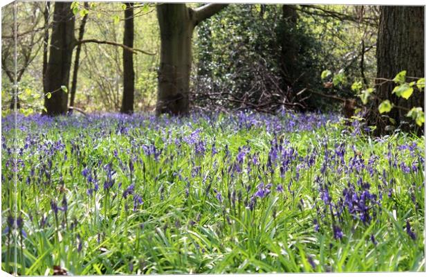 woodland bluebells  Canvas Print by Louise Stainer