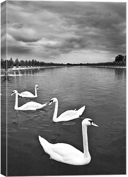 Swans Canvas Print by Malcolm Smith