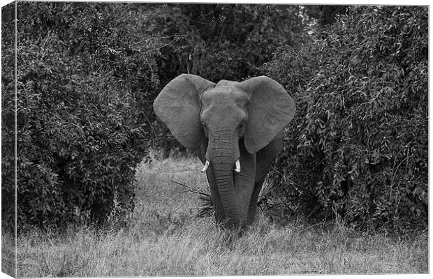 African elephant Canvas Print by Malcolm Smith