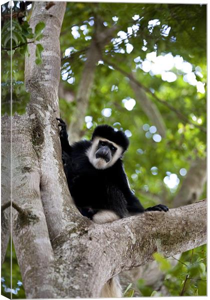 Colobus Monkey Canvas Print by Malcolm Smith
