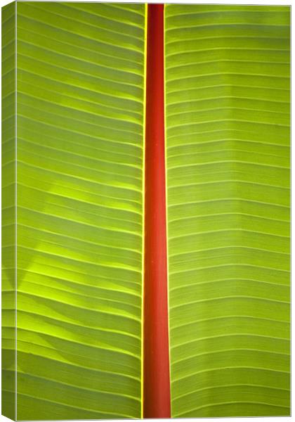 Banana leaf abstract Canvas Print by Malcolm Smith