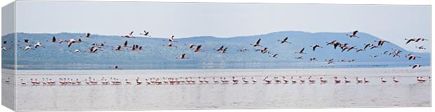 Flamingo Take Off Canvas Print by Malcolm Smith