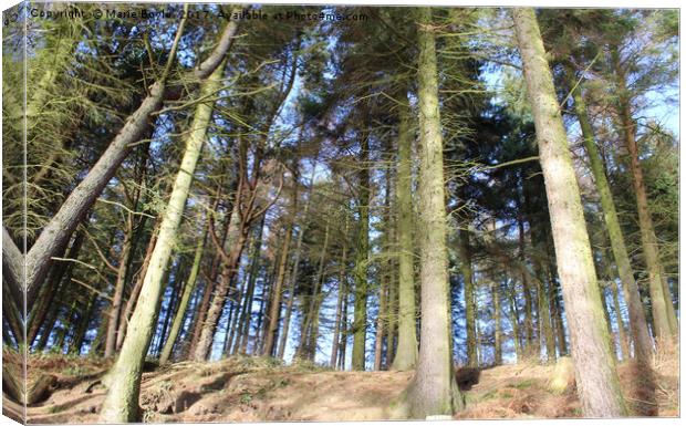 Trees at Langsett Barn Canvas Print by Marie Boyle