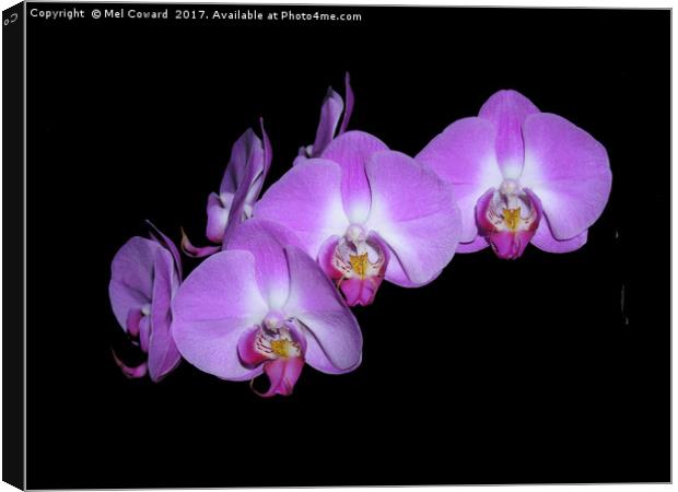          Pink Orchid Black Background  Canvas Print by Mel Coward