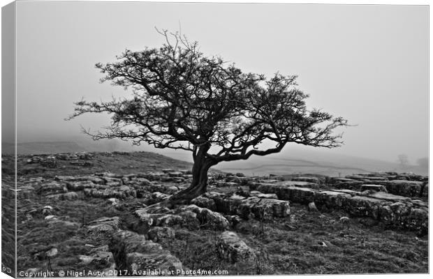 All Alone Canvas Print by Nigel Auty