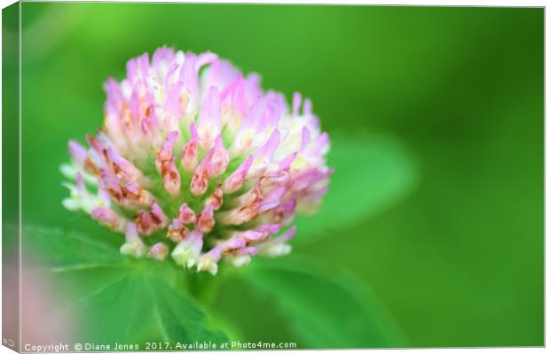 Close-up of a shrub flower Canvas Print by Diane Jones