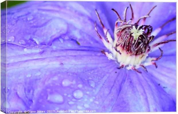 Close-up of a clematis flower Canvas Print by Diane Jones
