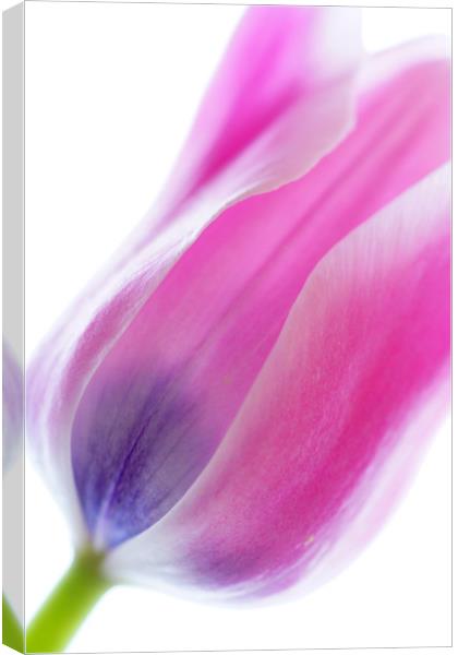                         TULIP        Canvas Print by Pam Perry