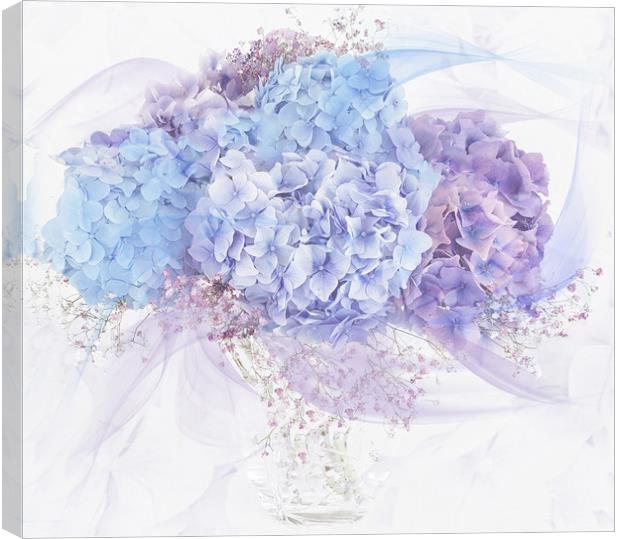 Hydrangea Canvas Print by Pam Perry