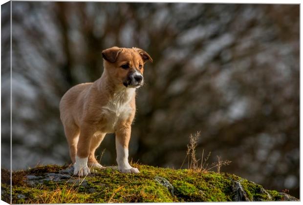 Welsh Sheepdog puppy 2 Canvas Print by Sorcha Lewis