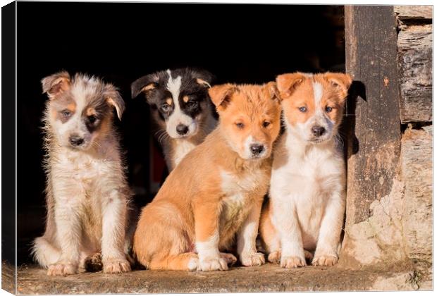 Beardie Collie Cross puppies watching the farmyard Canvas Print by Sorcha Lewis