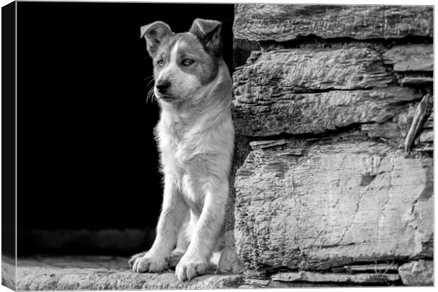 Skye the working sheepdog puppy in Black and white Canvas Print by Sorcha Lewis