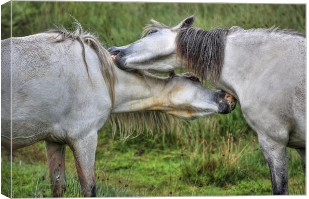 Mutual gain - Welsh Mountain hill ponies Canvas Print by Sorcha Lewis