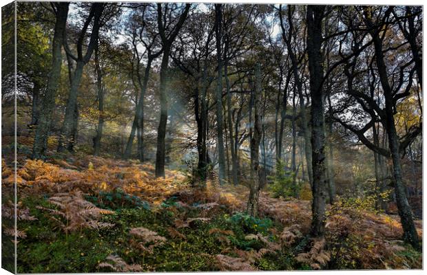 Woodland light rays - sloping woods Canvas Print by Sorcha Lewis