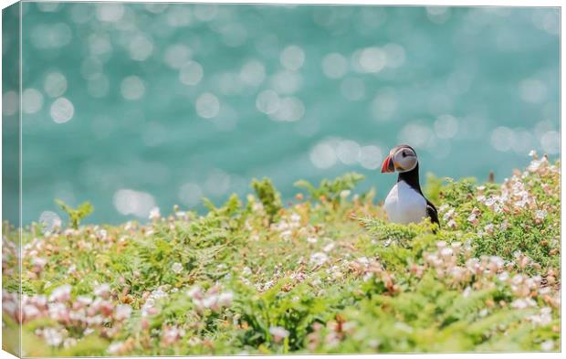 Puffin around Canvas Print by Sorcha Lewis