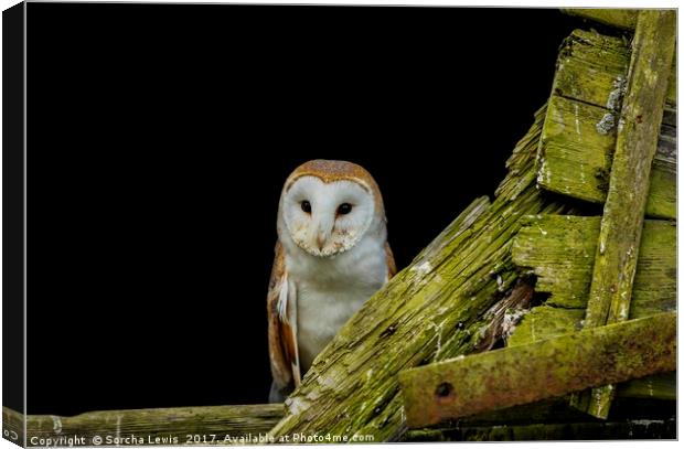 Welsh Barn Owl Canvas Print by Sorcha Lewis
