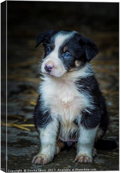 Working Collie,  Canvas Print by Sorcha Lewis