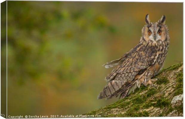 Long Eared Owl in Autumn splendor Canvas Print by Sorcha Lewis
