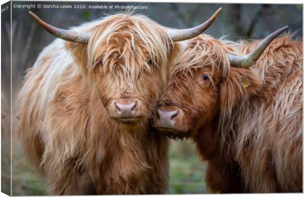 Highland lasses cwtch Canvas Print by Sorcha Lewis