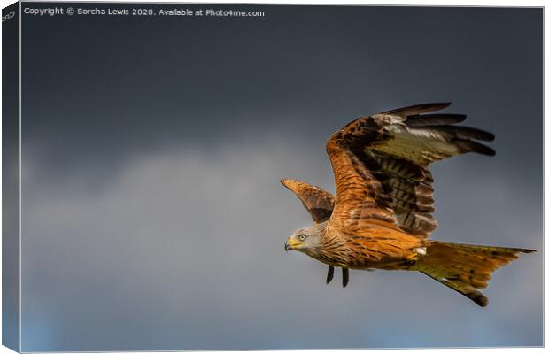 Red kite in flight Canvas Print by Sorcha Lewis