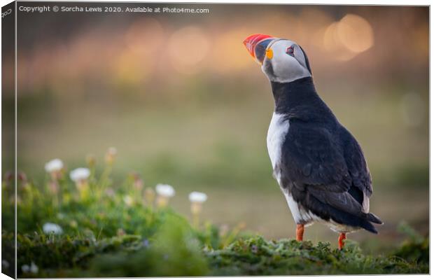 Puffin on fire Canvas Print by Sorcha Lewis