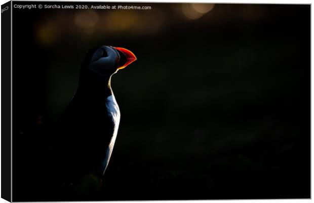 Puffin silhouette  Canvas Print by Sorcha Lewis