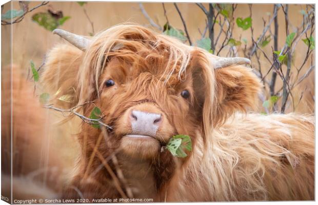 Highland cow with alder Canvas Print by Sorcha Lewis