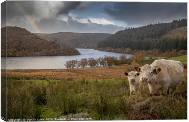 Shorthorns under a Welsh Hill rainbow Canvas Print by Sorcha Lewis