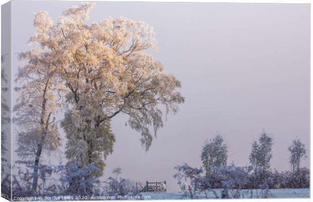 Birch tree with haw frost Elan Valley Canvas Print by Sorcha Lewis