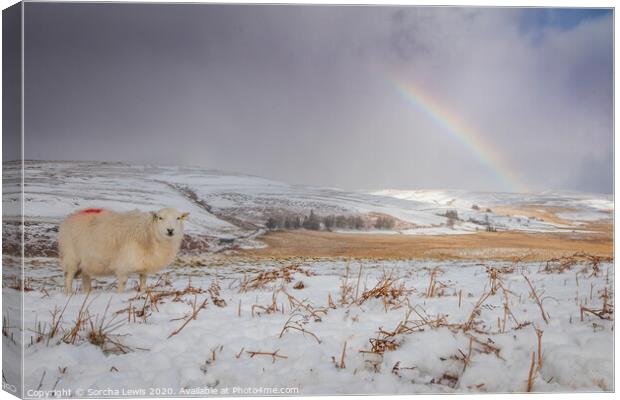 Snow sheep rainbow Elan Valley Canvas Print by Sorcha Lewis
