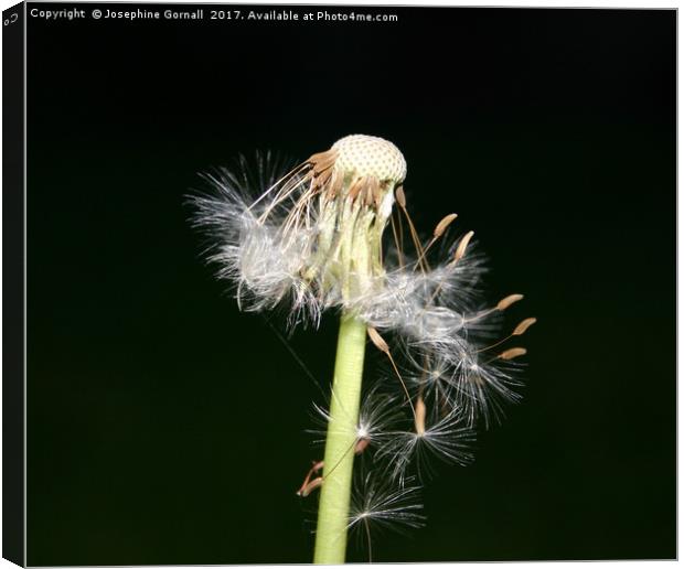 Dandelion Night Fall Canvas Print by Josephine Gornall