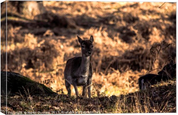 Deer  Canvas Print by Martin Dunning