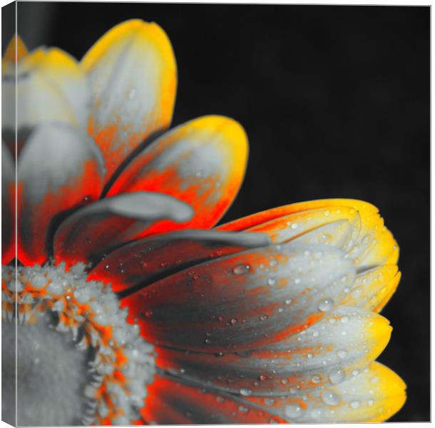 Close up, pop art flower Canvas Print by Lisa Strange