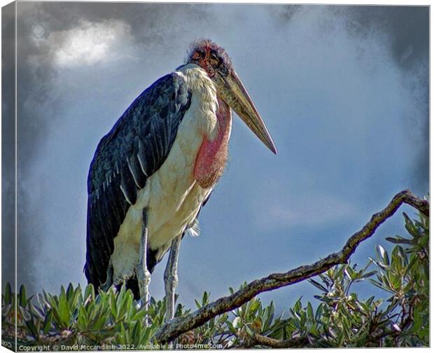 Marabou Stork Africa Canvas Print by David Mccandlish