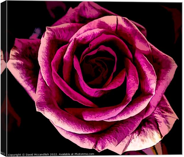 Rose and its Beauty Canvas Print by David Mccandlish