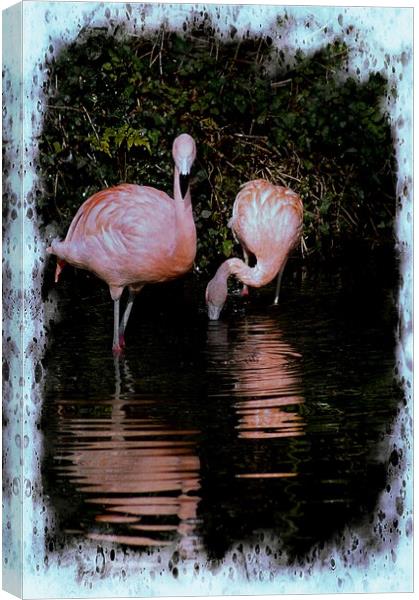 Pretty Flamingo Canvas Print by David Mccandlish