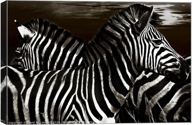 Sentry Duty of the Zebra Canvas Print by David Mccandlish