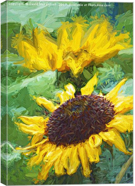Sunflower Canvas Print by David Mccandlish