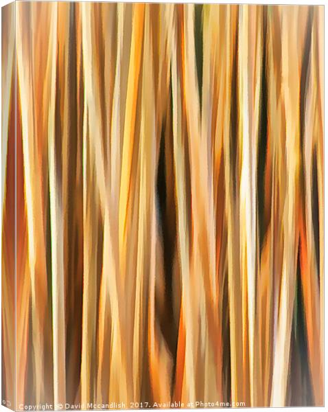Flax Leaves                     Canvas Print by David Mccandlish