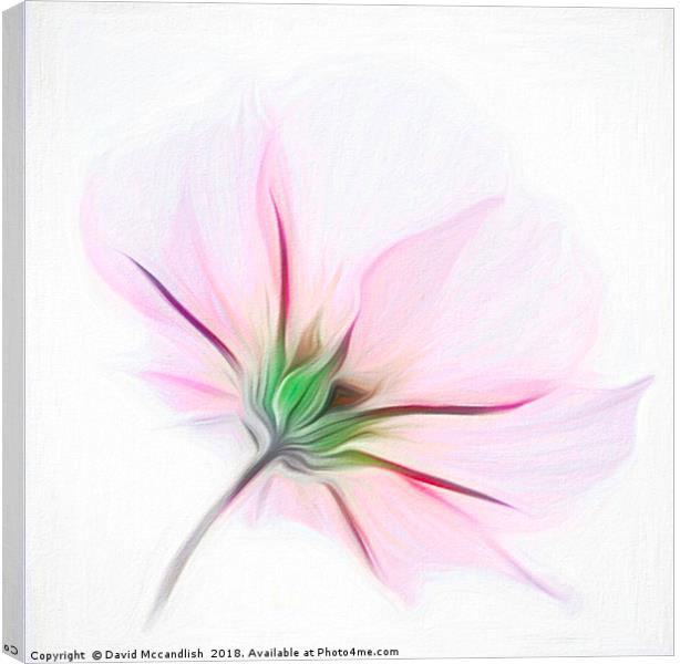 Delicate Pink Cosmos           Canvas Print by David Mccandlish
