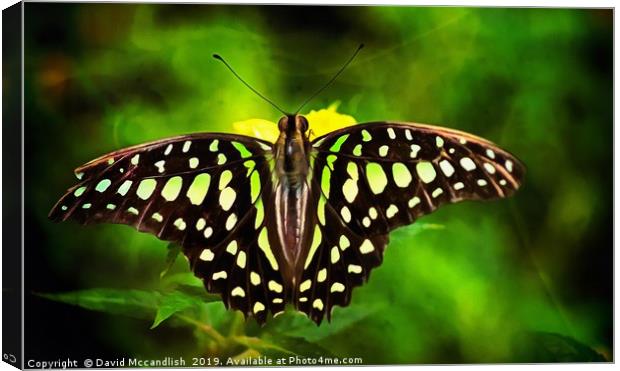 Green Spotted Triangle Butterfly Canvas Print by David Mccandlish