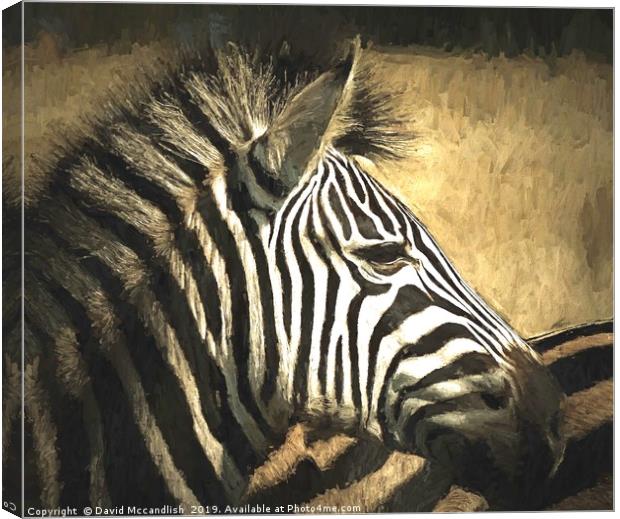 Zebra Relaxed Canvas Print by David Mccandlish